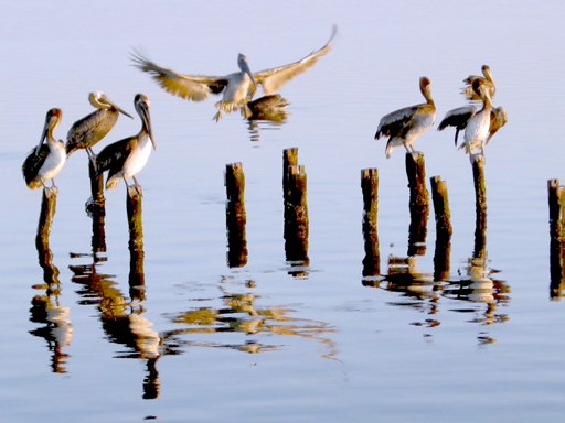 Birdwatching Pelican Landing